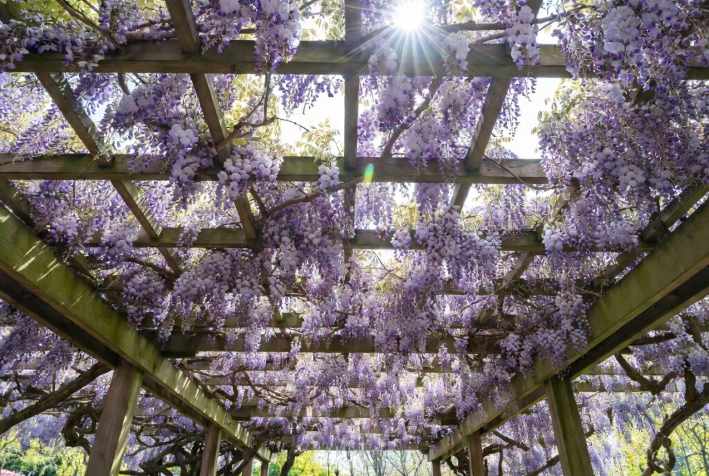 10. Cover the Pergola Roof with Wisteria