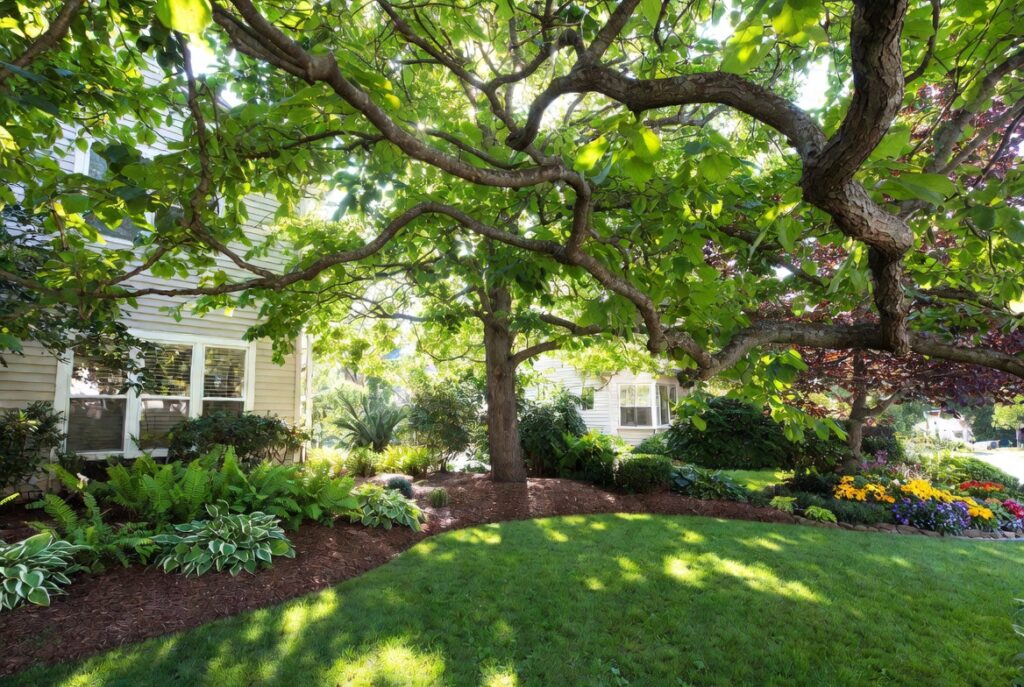 12. Plant a Shade Tree for Structure