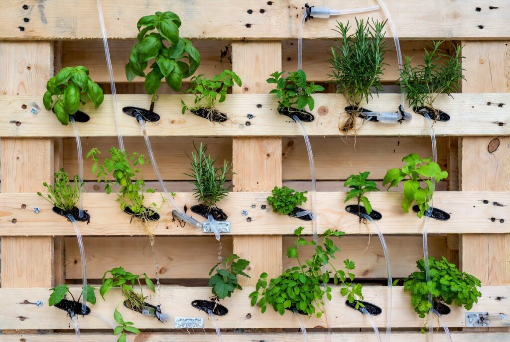 13. Try Hydroponic Herb Growing