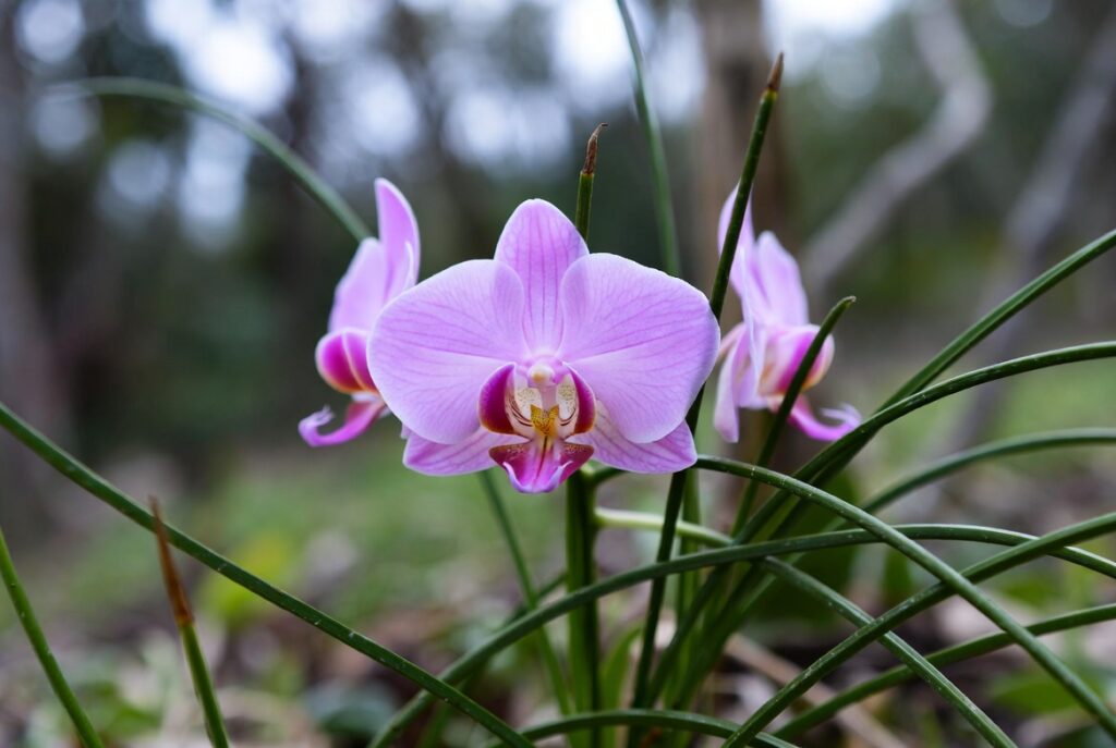 7. Orchid