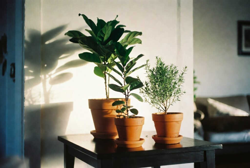 Three plants of different heights grouped on side table in cozy room, natural daylight, candid shot