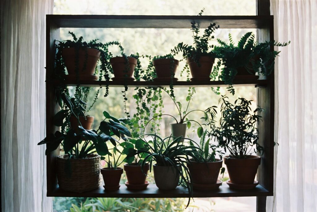 Styled plant shelf with trailing upright and bushy plants in coordinating pots like living wall art, natural light