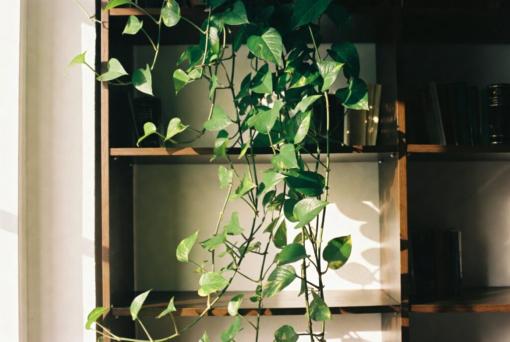 Trailing pothos plant cascading from high bookshelf softening straight lines, warm afternoon light, candid shot