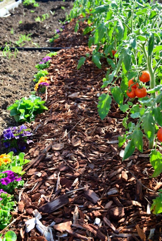 <img data-src="mulch-garden-secret.jpg" alt="Mulch the garden secret nobody talks about enough - Transformative power of organic mulch in backyard gardens. Thick layer of wood chip mulch suppressing weeds, retaining moisture, and improving soil health around thriving vegetable plants and flowers. Beautiful mulched garden beds showing reduced watering needs, healthy dark soil, and professional looking results. Discover why mulch is the most important garden secret for success, saving time water and effort while boosting plant growth and preventing common problems.">