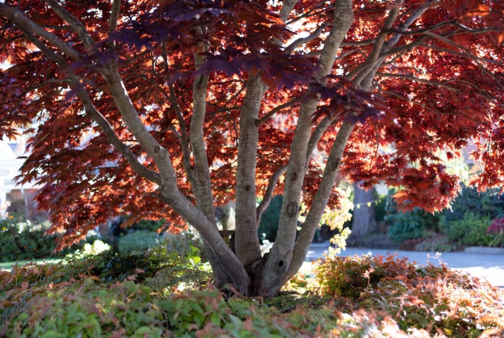 anchor plant Japanese maple front yard landscaping focal point garden design