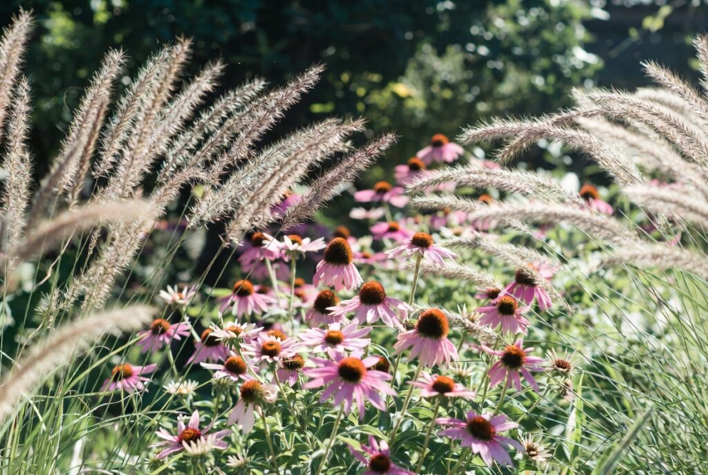 native plants landscaping ideas low maintenance garden border coneflowers grasses