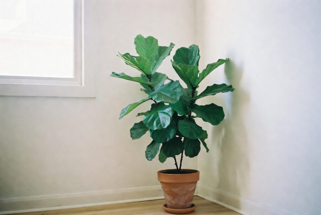 Large fiddle leaf fig in terracotta pot anchoring bright minimalist living room corner, soft window light