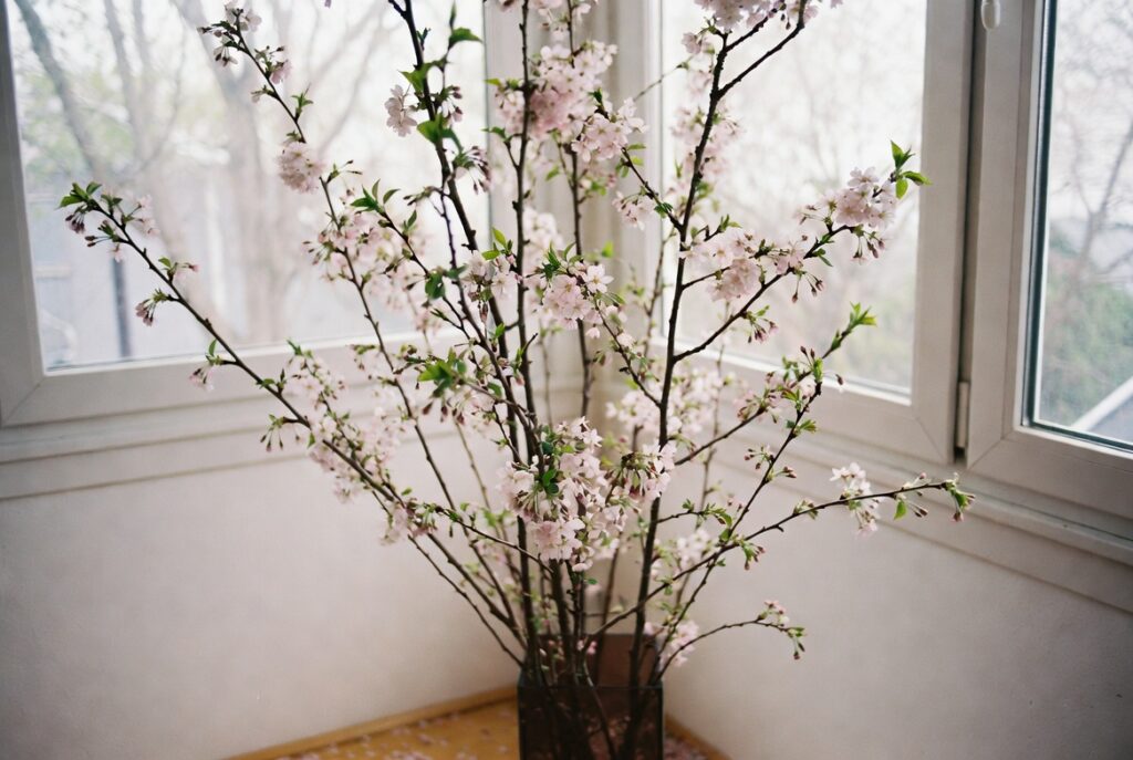 Tall blossoming cherry branches in large floor vase in bright airy living room corner, soft spring light