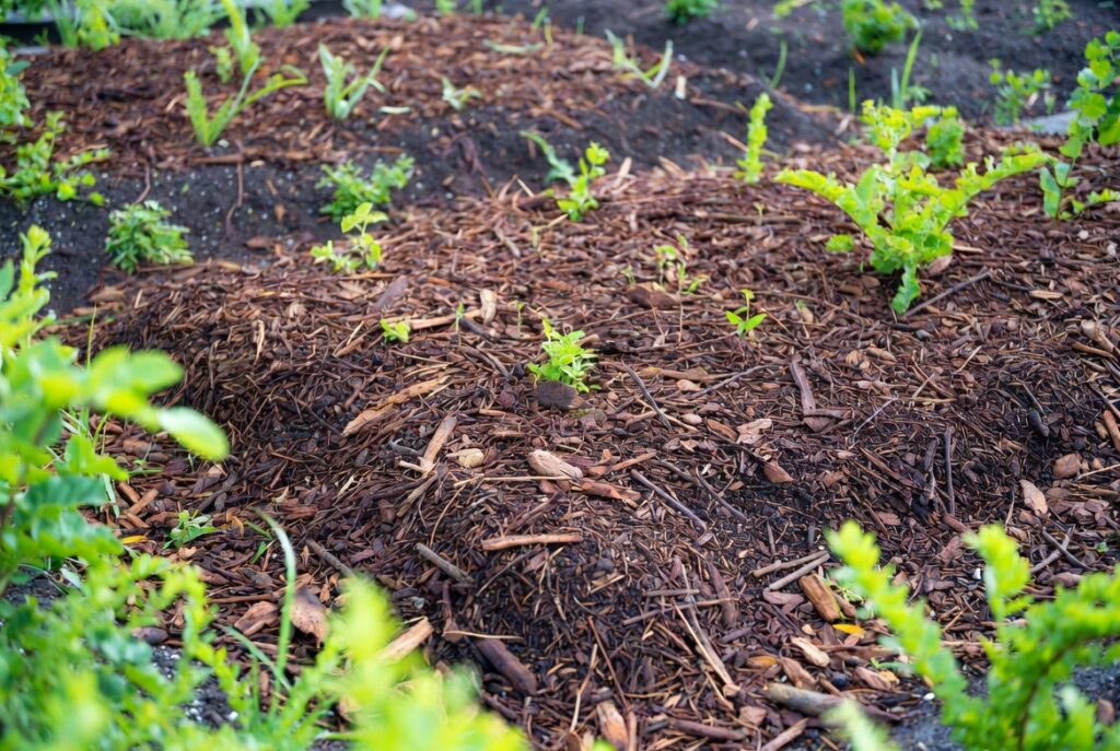 mulch landscaping ideas dark bark garden beds clean edges yard transformation