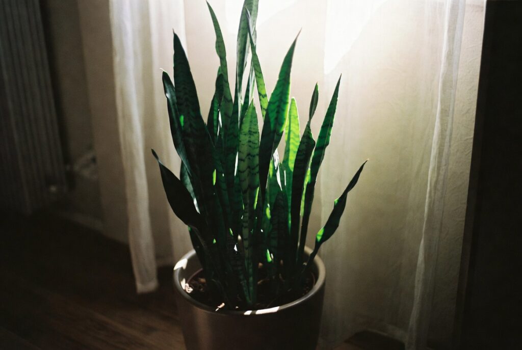 Healthy snake plant in neutral pot thriving in dim corner of softly lit room, natural ambient light, candid shot
