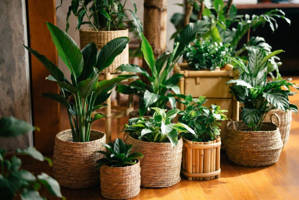 Green plants in woven seagrass baskets and bamboo planters on wooden floor, warm natural texture, natural light