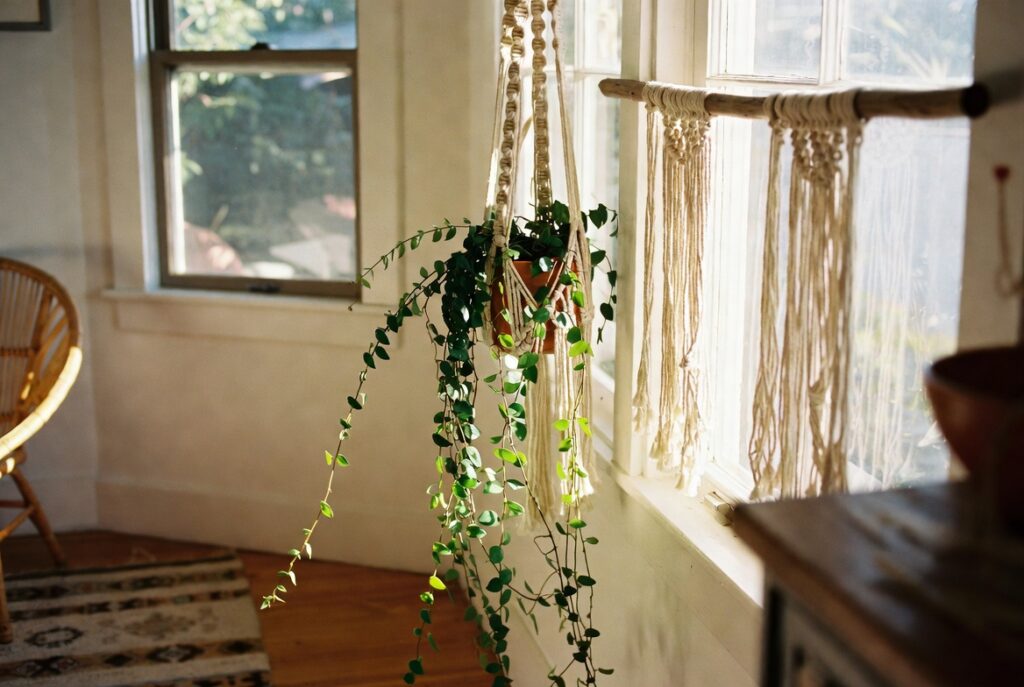 Trailing plant in macrame hanger near sunlit window in boho living room, warm natural light, candid shot