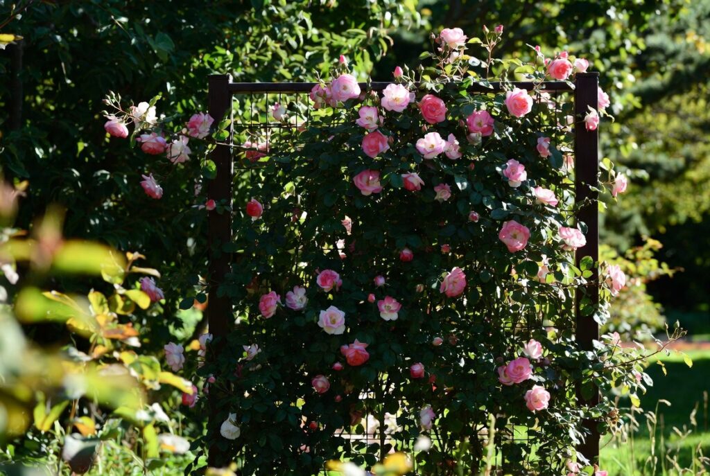 vertical garden landscaping ideas climbing roses trellis small yard privacy design