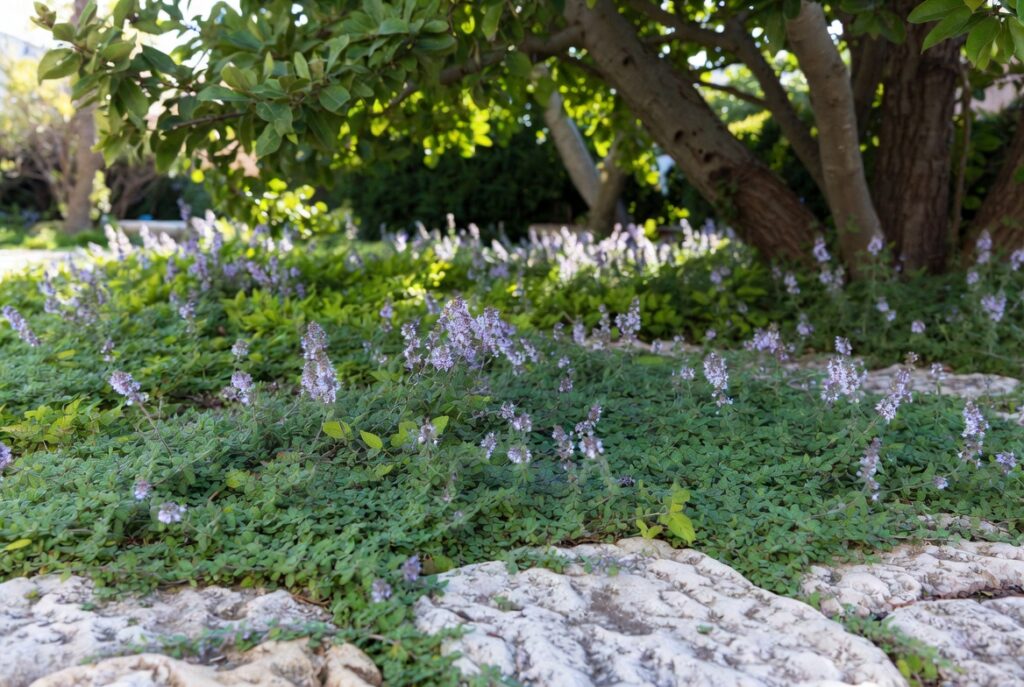 ground cover landscaping ideas creeping thyme lawn alternative garden design