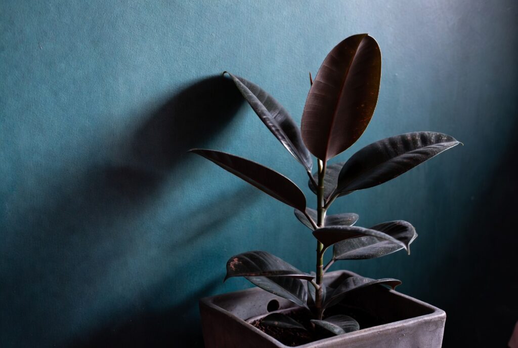 Dark burgundy rubber plant in ceramic pot against moody deep teal wall, dramatic interior, soft light
