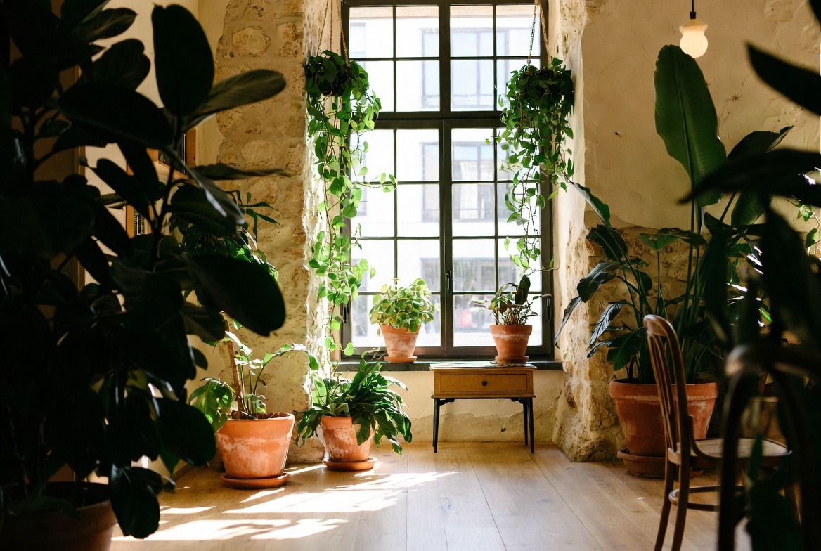 Biophilic living room with statement plants natural textures wood stone and organic shapes