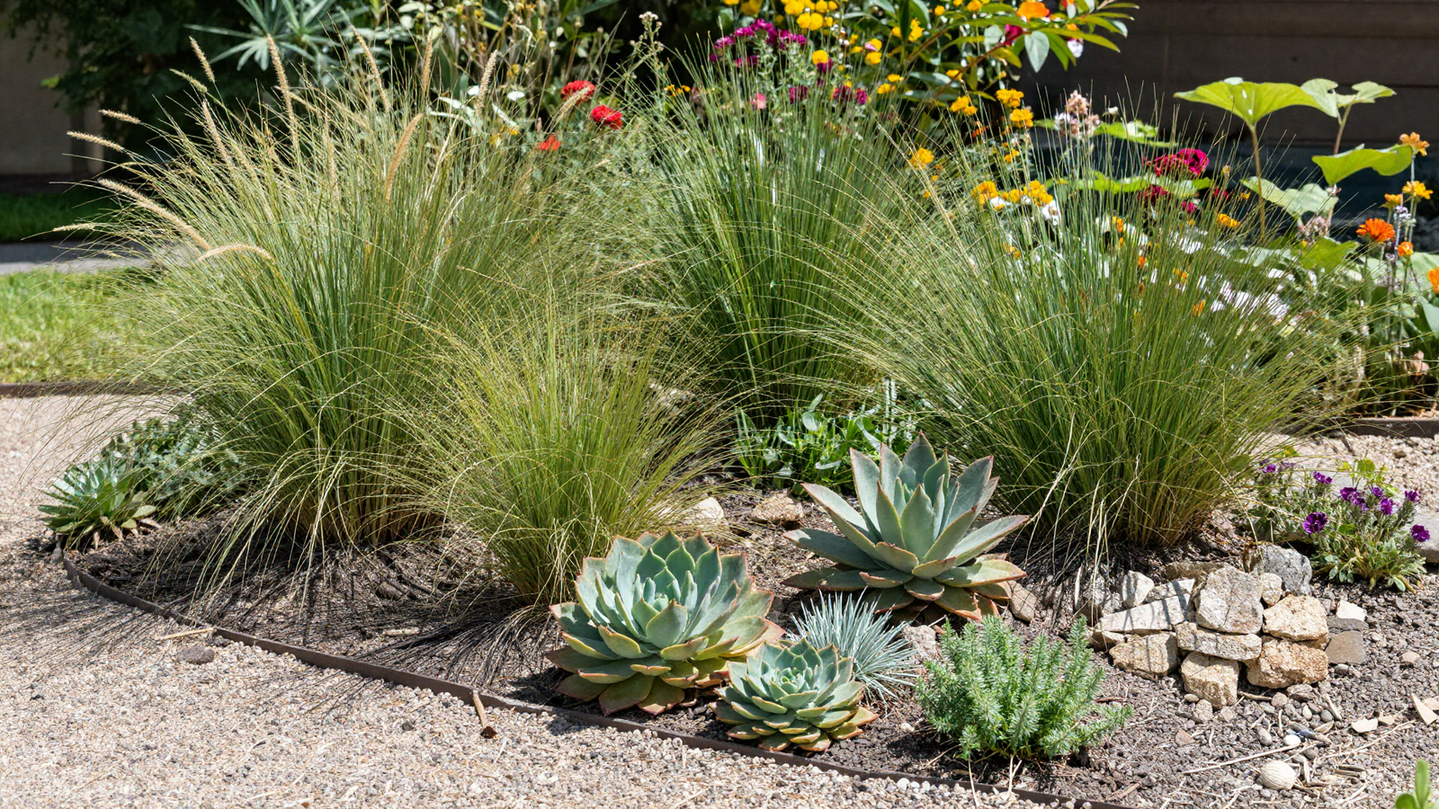 Drought-tolerant garden bed with ornamental grasses succulents and native perennials