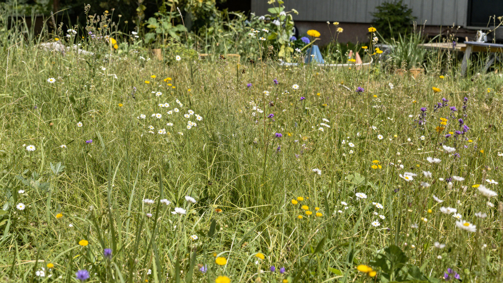 No-mow wildflower lawn meadow with bees and butterflies in a backyard