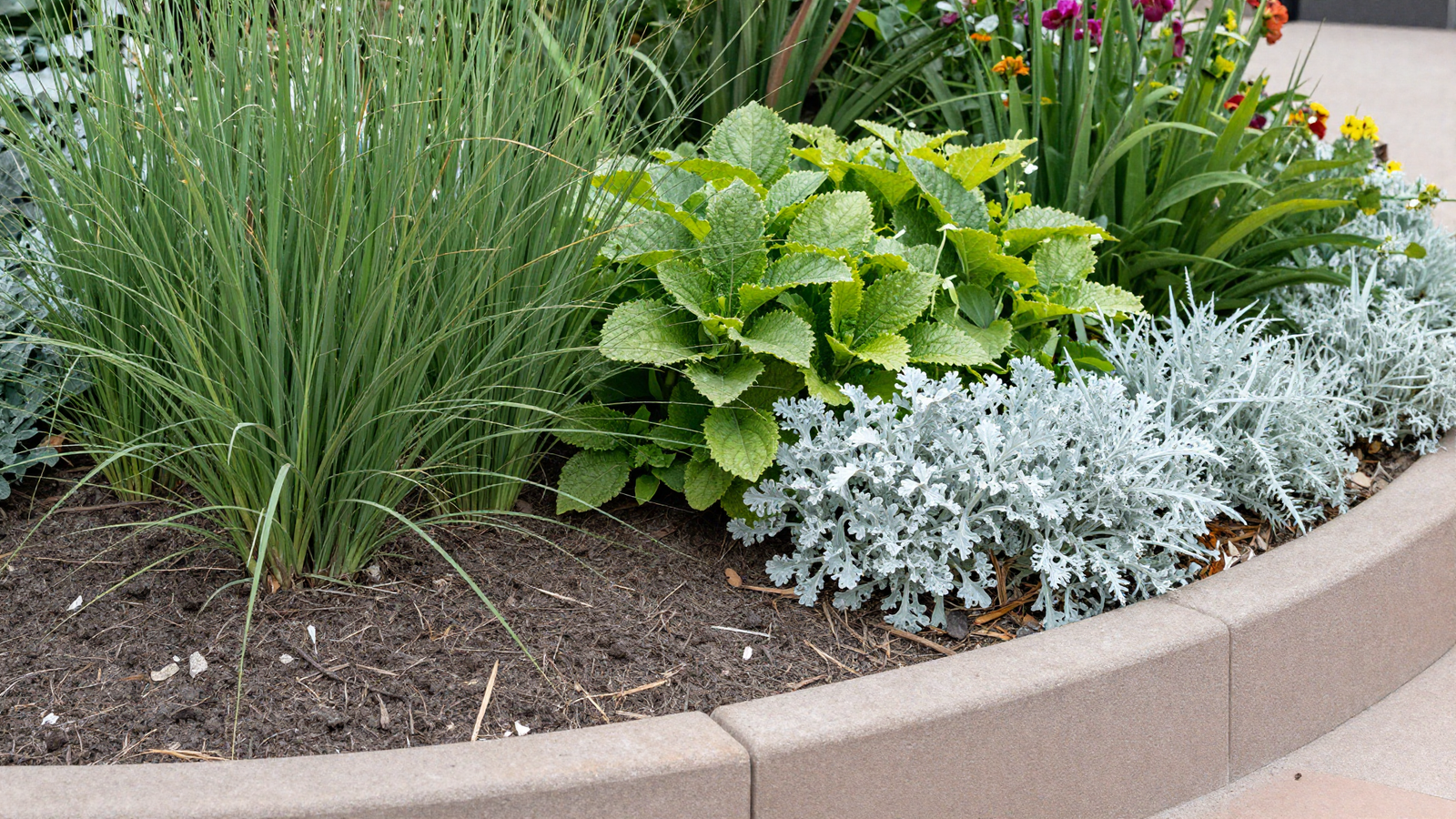 Textural layered planting bed with grasses perennials and silver foliage
