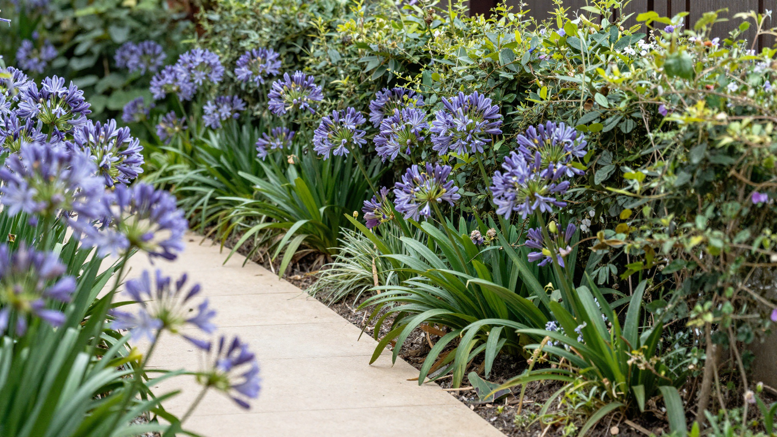 Dense flowering hedge border with lavender and agapanthus hiding a pale pathway