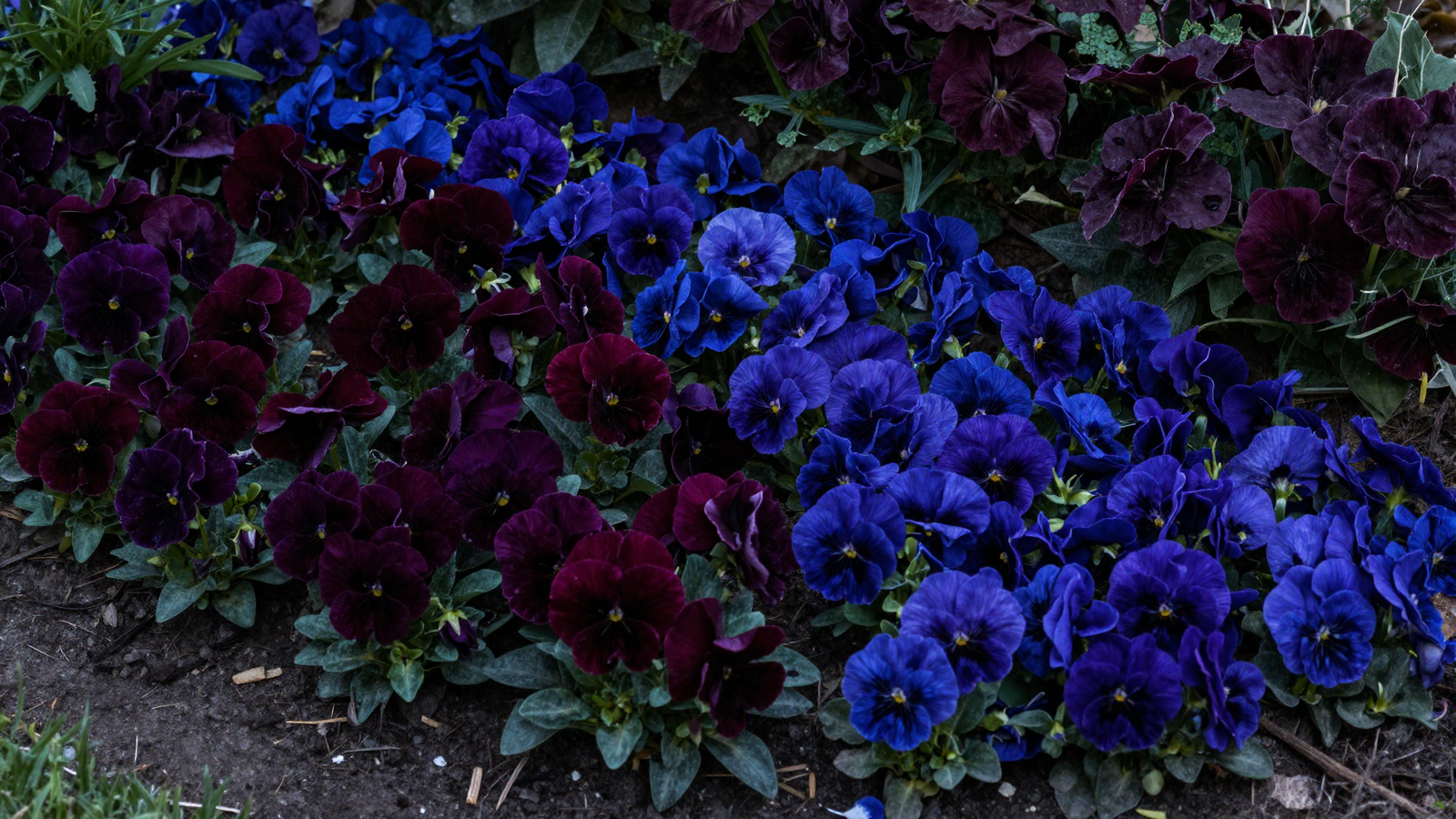 Deep jewel-toned garden bed with dark purple burgundy and sapphire blue flowers