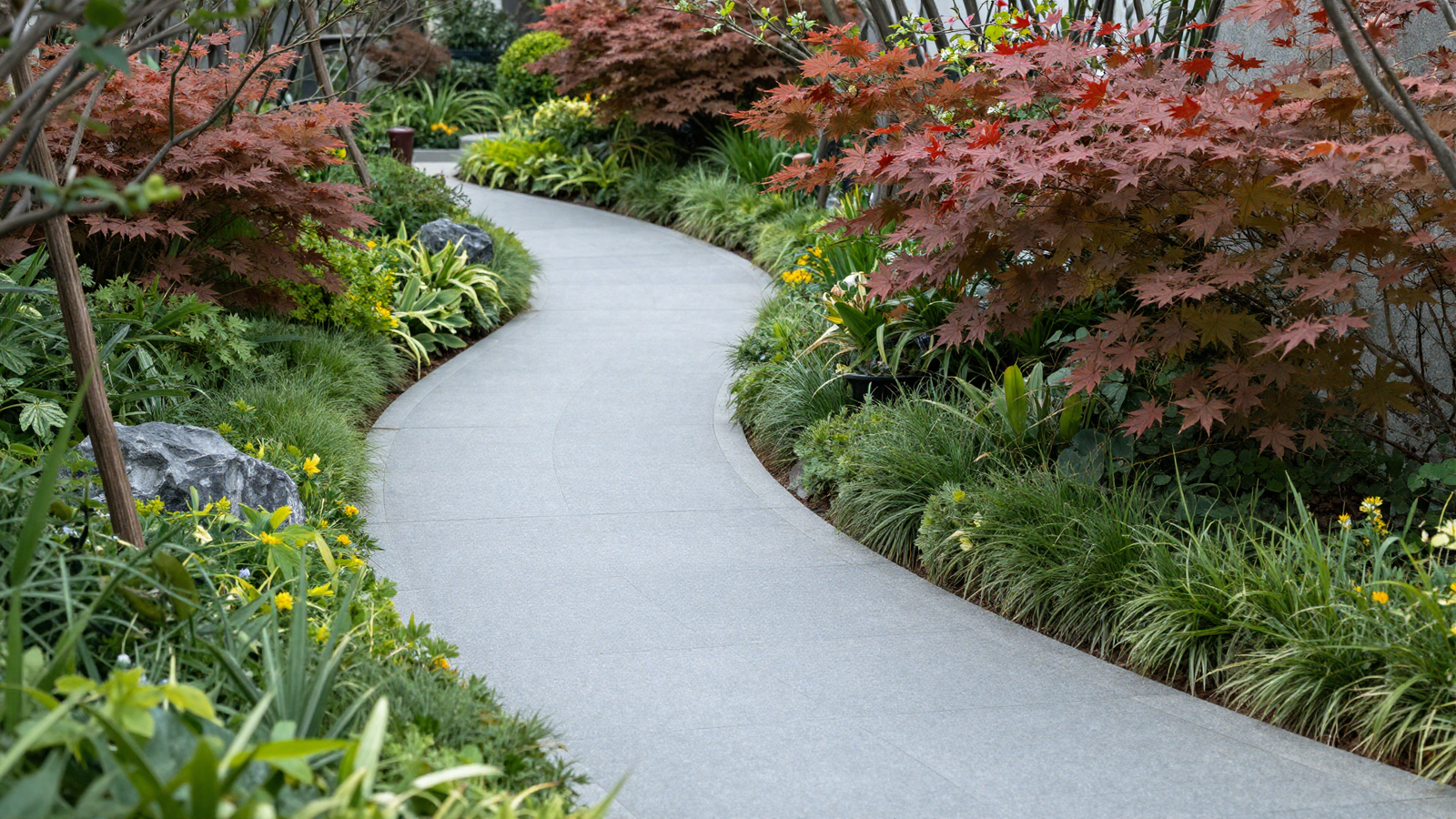 Gentle ramp path guiding movement across a sloped backyard with Japanese maples