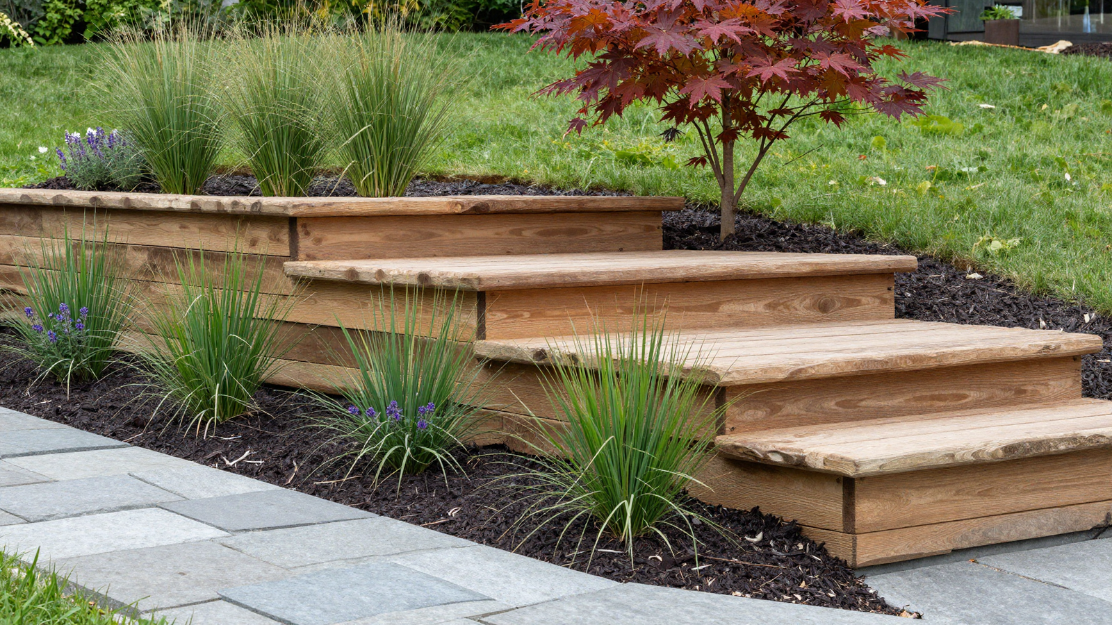 Timber retaining wall terrace with ornamental grasses catmint and Japanese maple