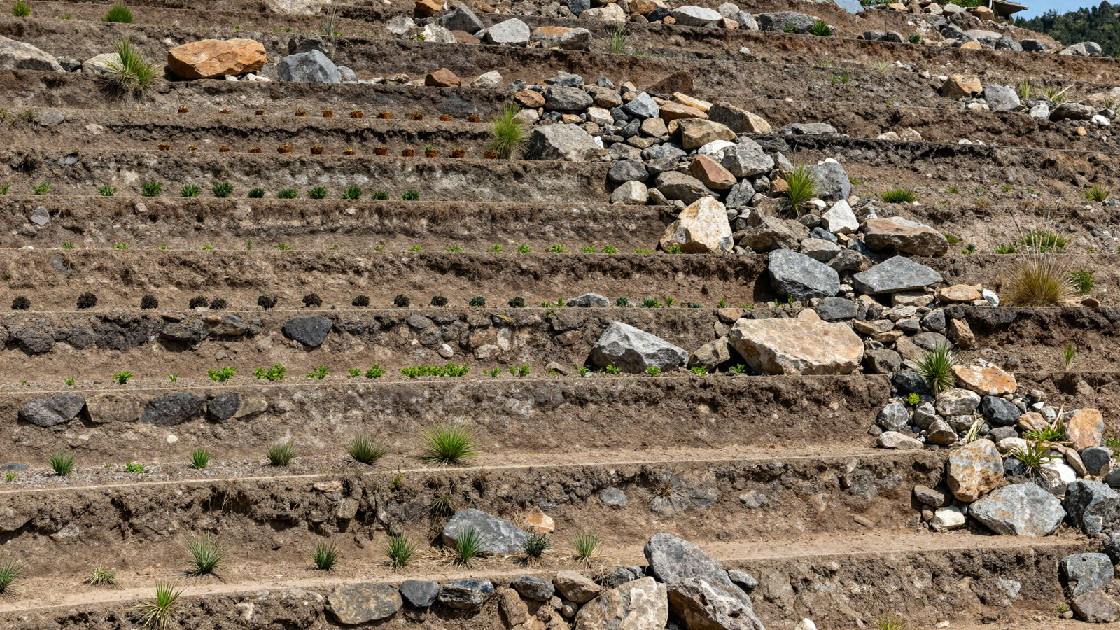 Boulder-anchored terraced landscape with large natural stones breaking repetition