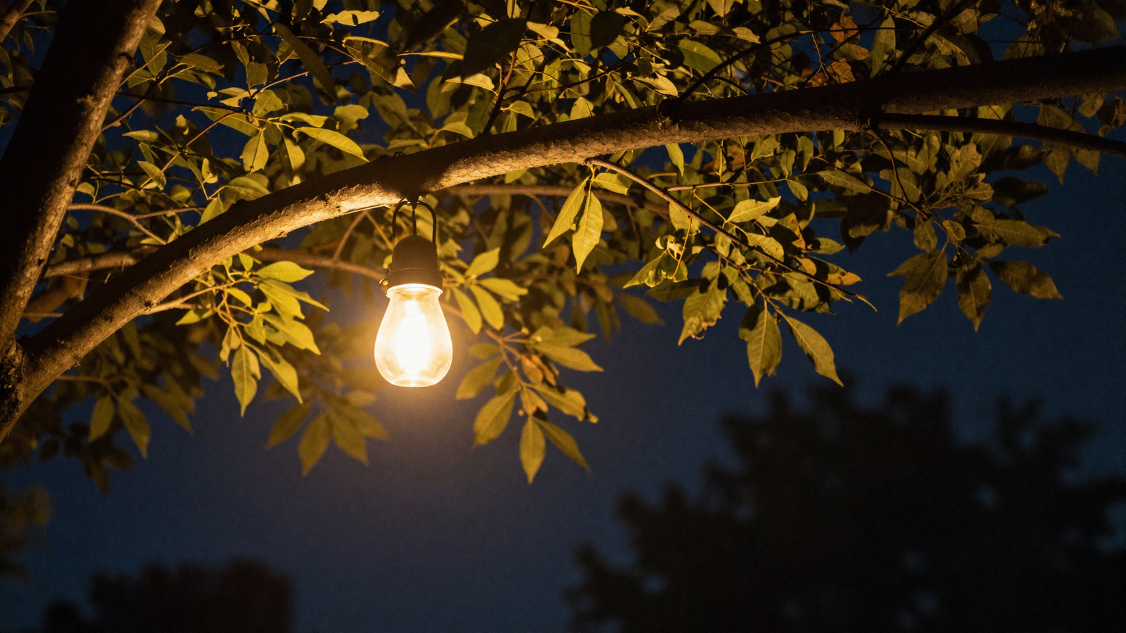 Small pendant light hanging from a front yard tree branch at night
