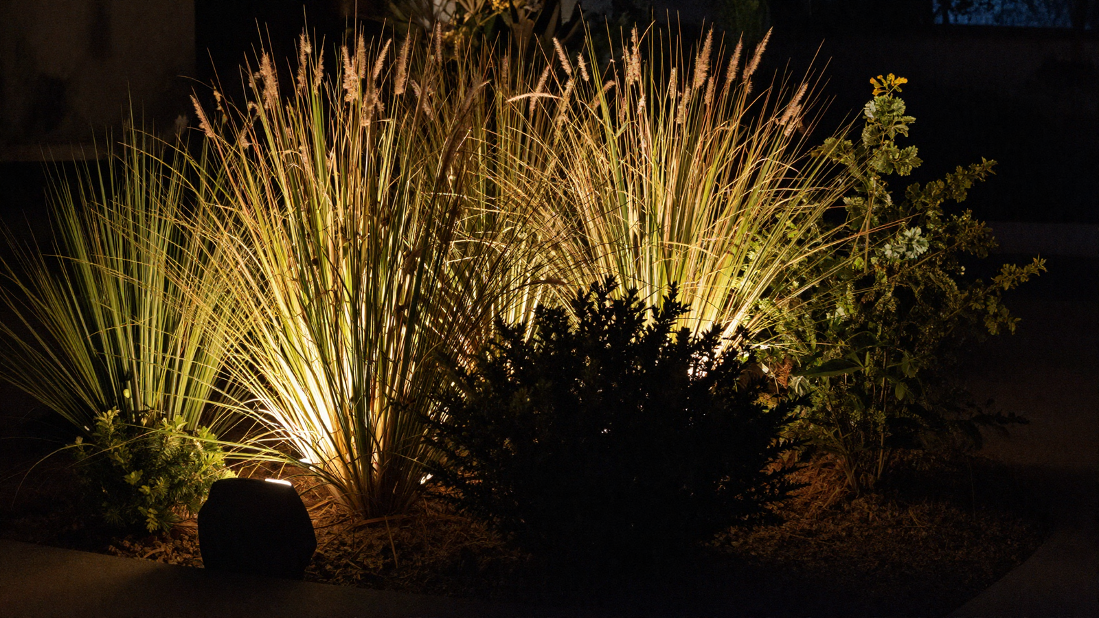Backlit ornamental grasses and shrubs in a front garden bed at night