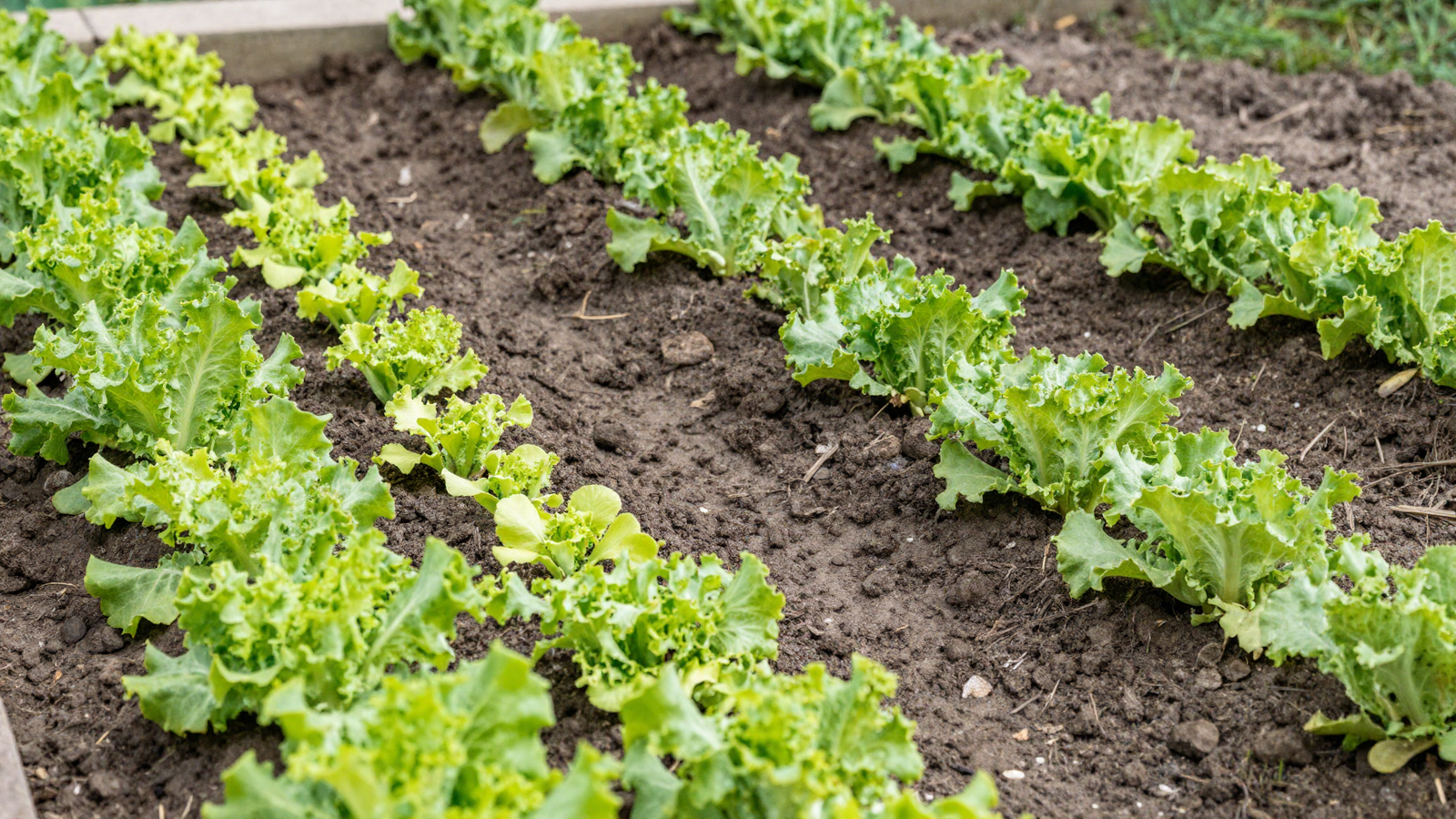 Succession planting vegetable bed with young lettuce seedlings next to mature lettuce