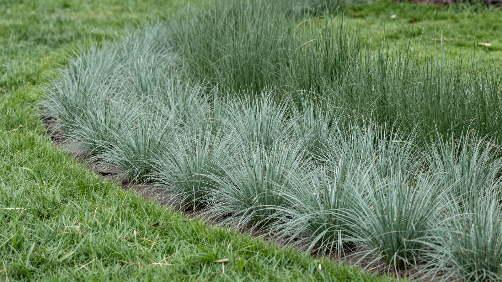 Drought-tolerant ground cover replacing traditional lawn with sedge and buffalo grass