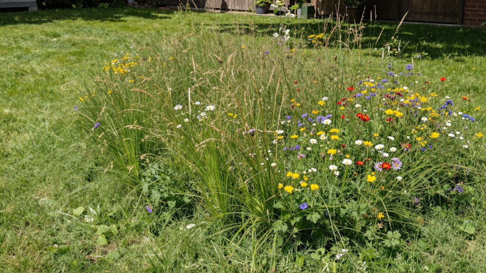 Native wildflower meadow corner in a backyard with bees and butterflies against a mowed lawn edge