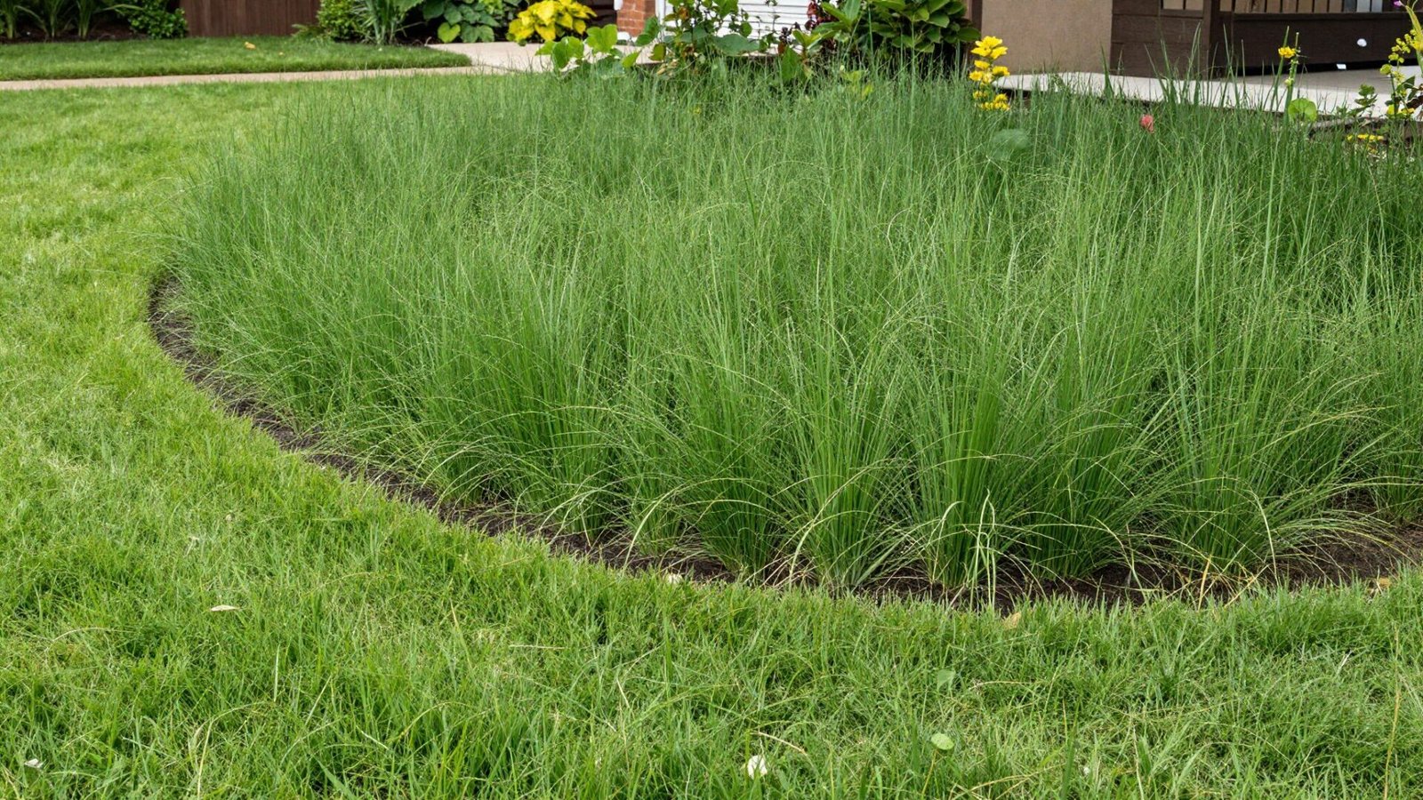 No-mow lawn zone left unmowed with a clear defined border against a manicured lawn edge