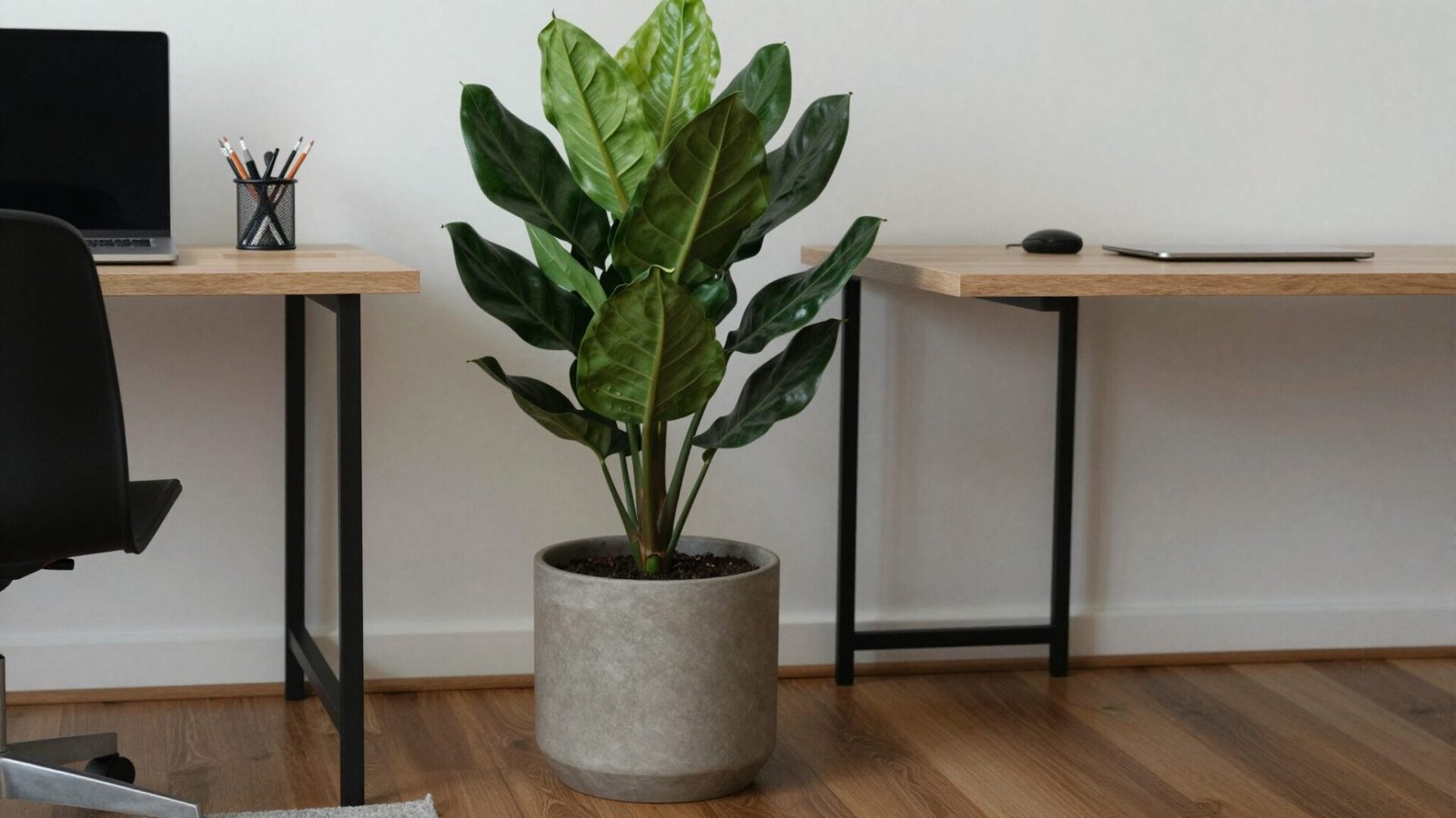 Home office floor with large statement ZZ plant in a neutral pot beside the desk