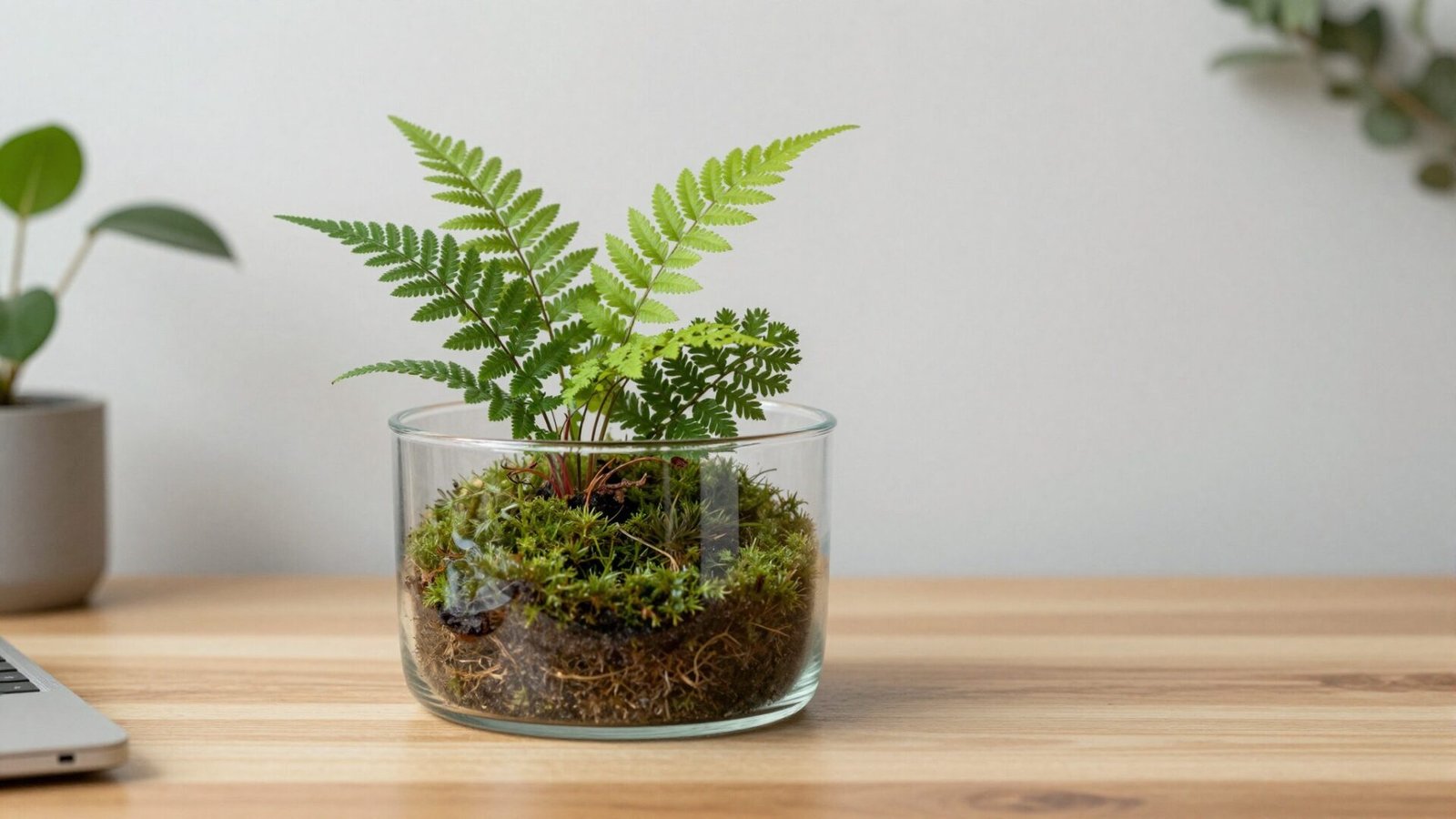 Small desk terrarium with miniature ferns and moss in a glass container