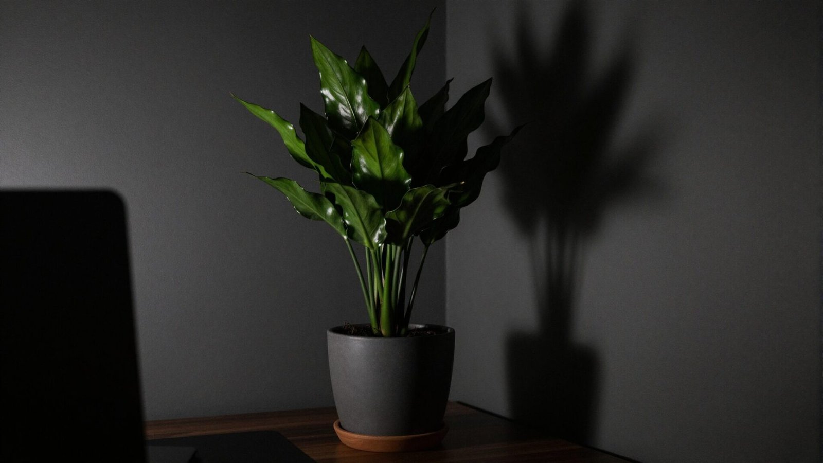 Dark shaded home office corner with a resilient cast iron plant in a tall pot
