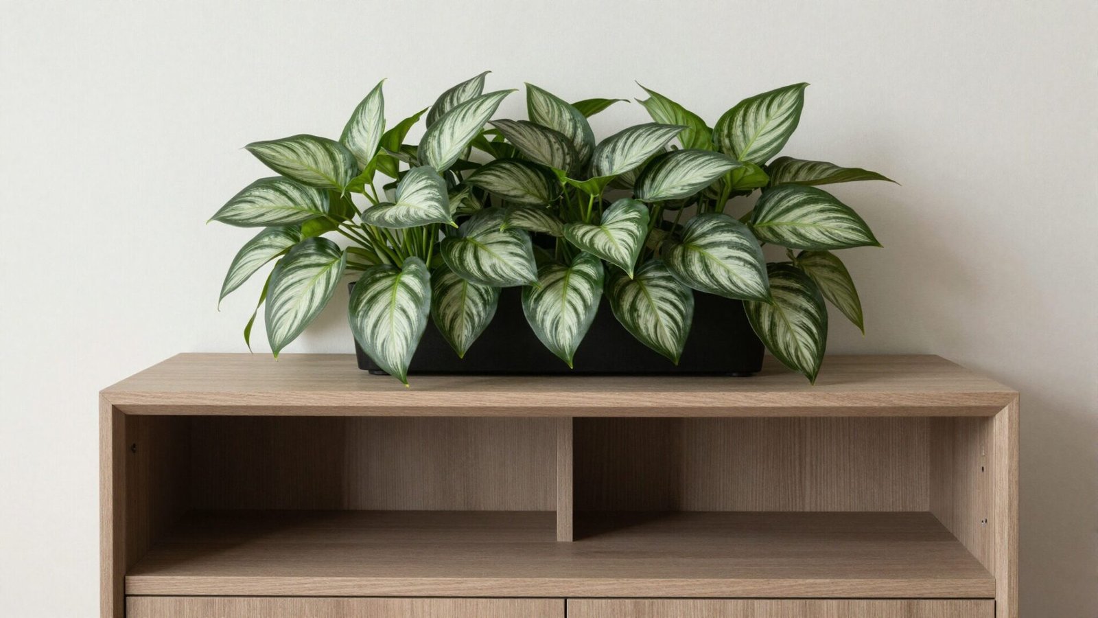 Home office credenza with Chinese evergreen plant featuring silver-green patterned leaves