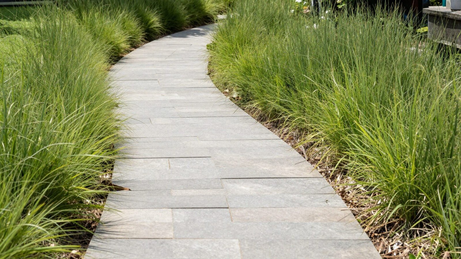 Winding flagstone pathway through a front yard with drought-tolerant grasses on either side