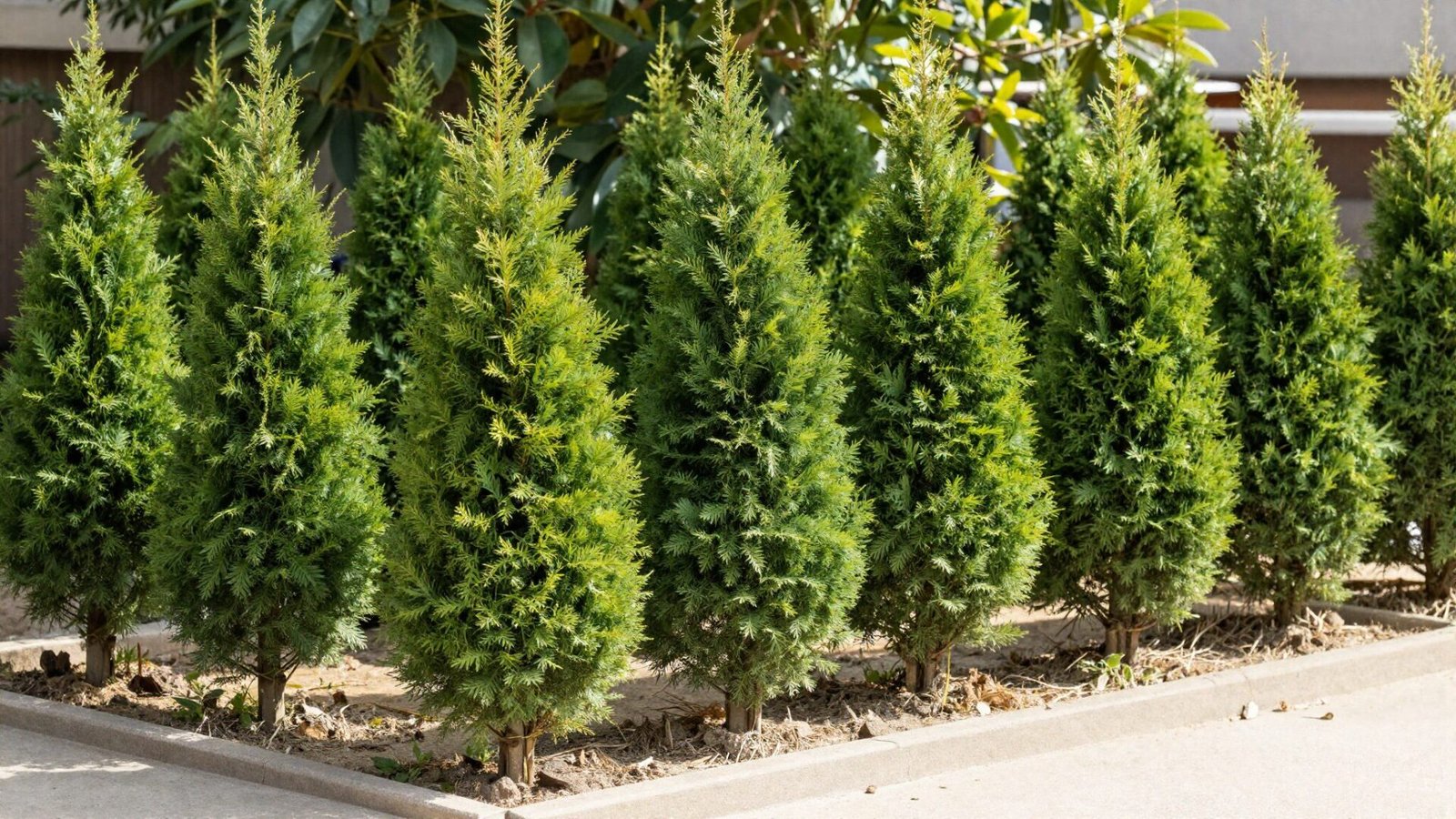 Emerald green arborvitae trees planted in a spaced row along a property line