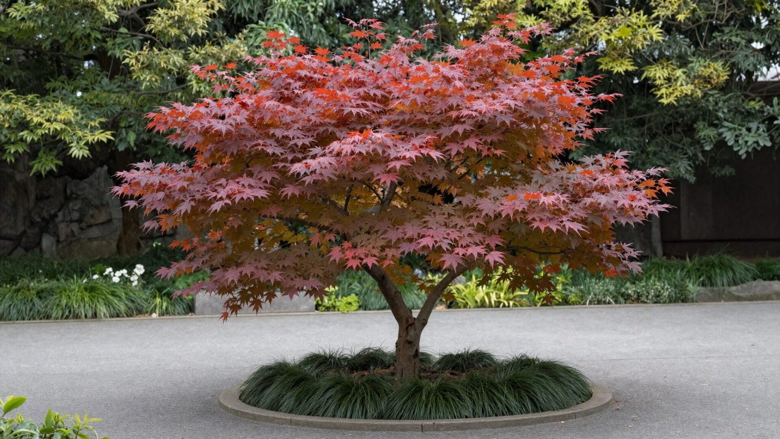 Small ornamental Japanese maple tree planted near a front walkway as a focal point