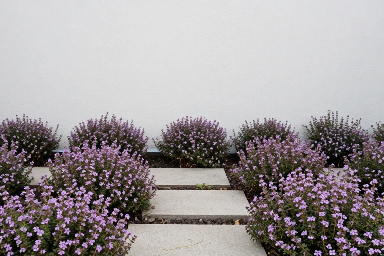 A carpet of creeping thyme covering a garden floor.
