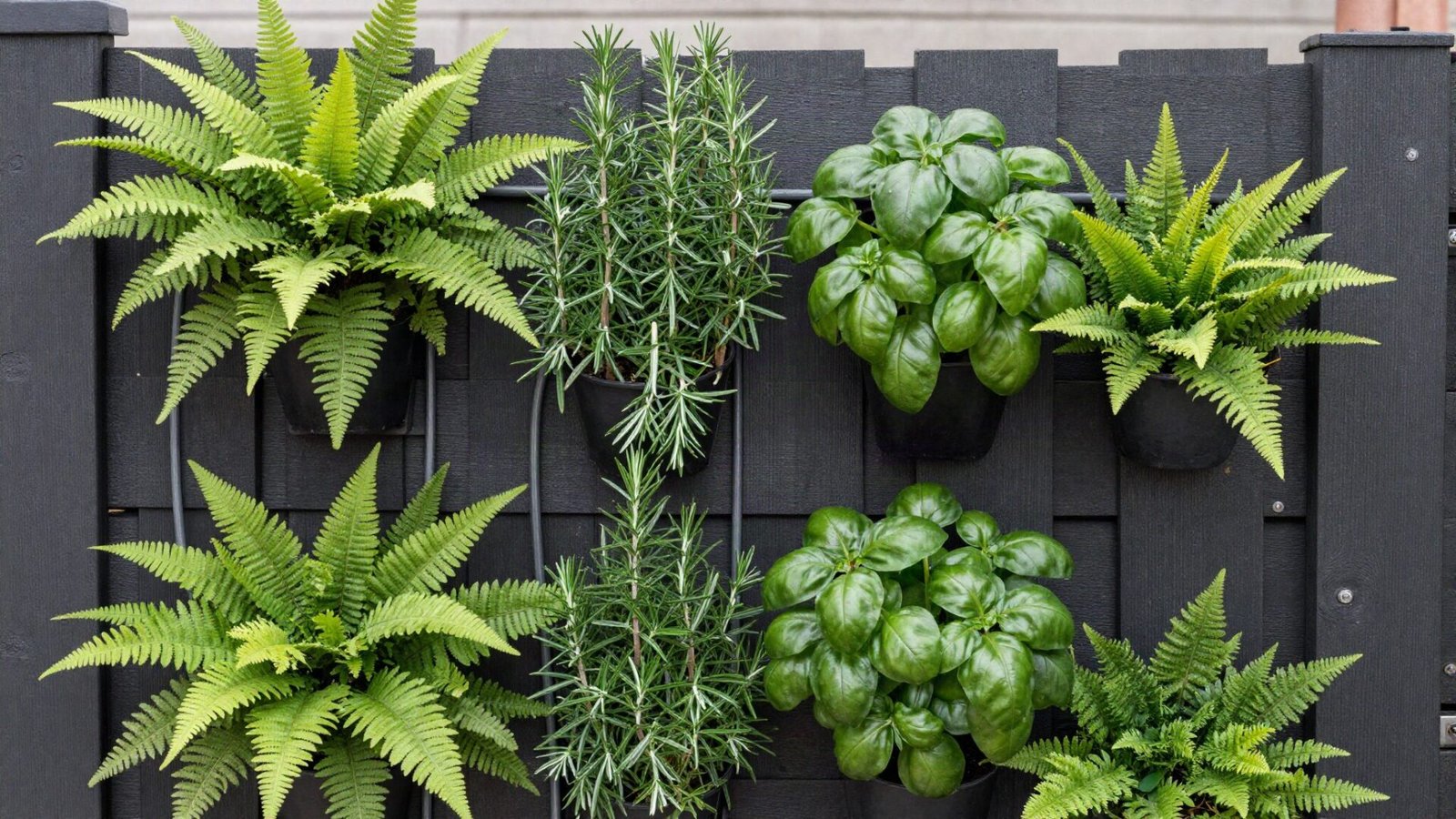 Modular vertical plant wall with herbs and trailing ferns mounted on a dark wooden patio fence