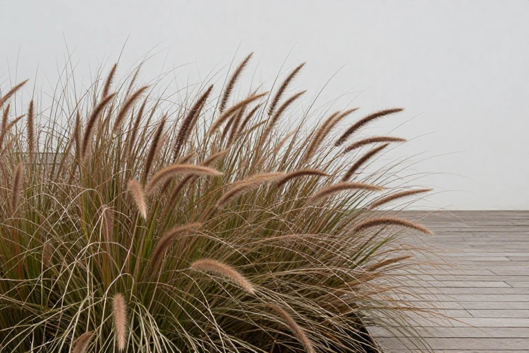 A planter featuring tall ornamental grasses with bronze seed heads swaying in the wind.